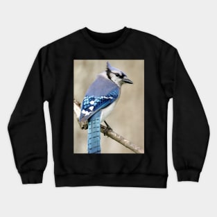 Portrait of a Blue Jay Crewneck Sweatshirt